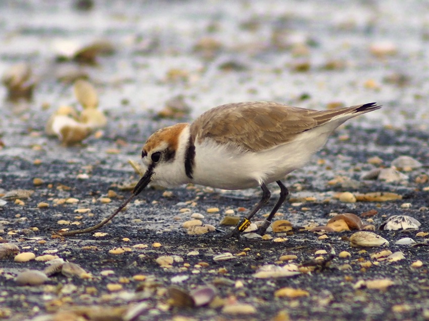 Il giovane Fratino (Charadrius alexandrinus) e le vongole..